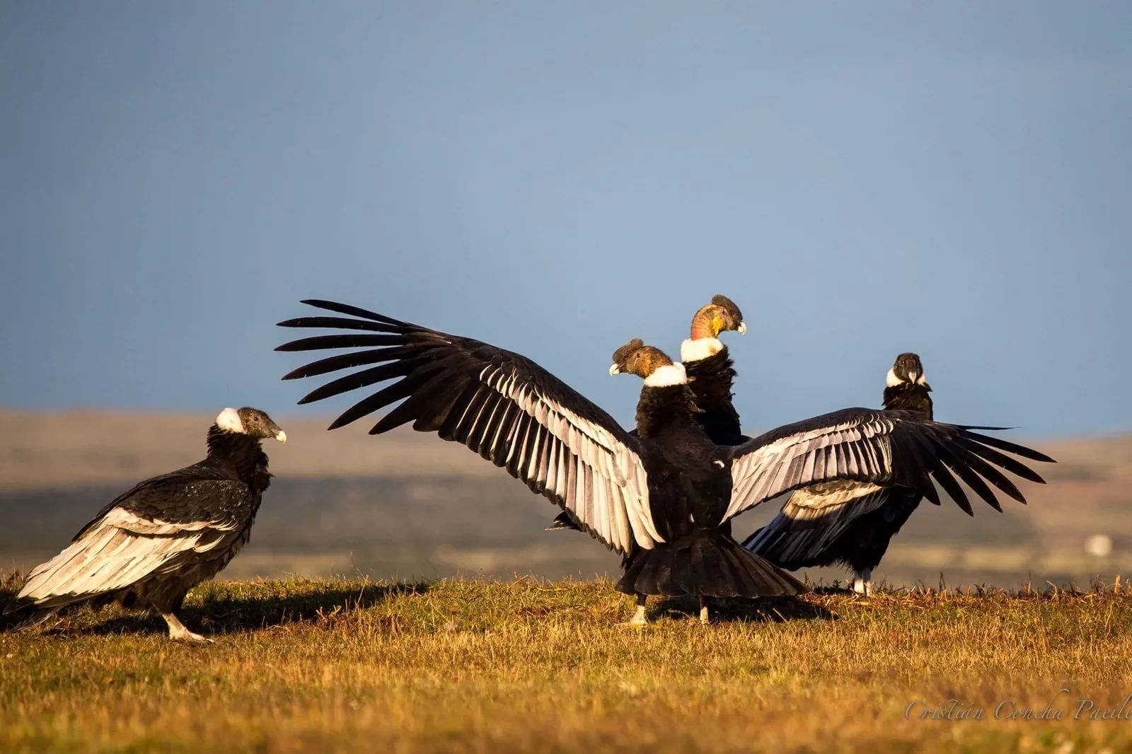 Premium Condor Safari