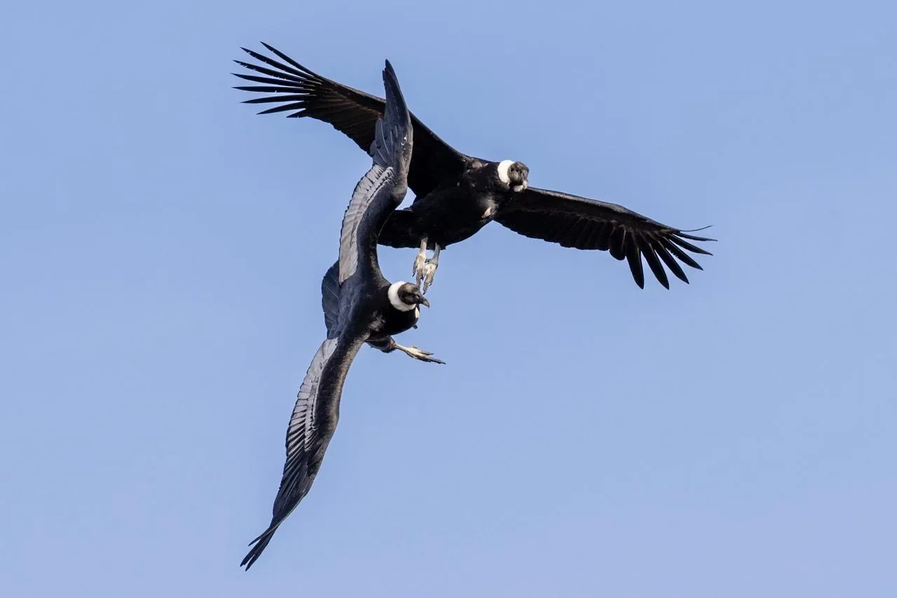 Premium Condor Safari