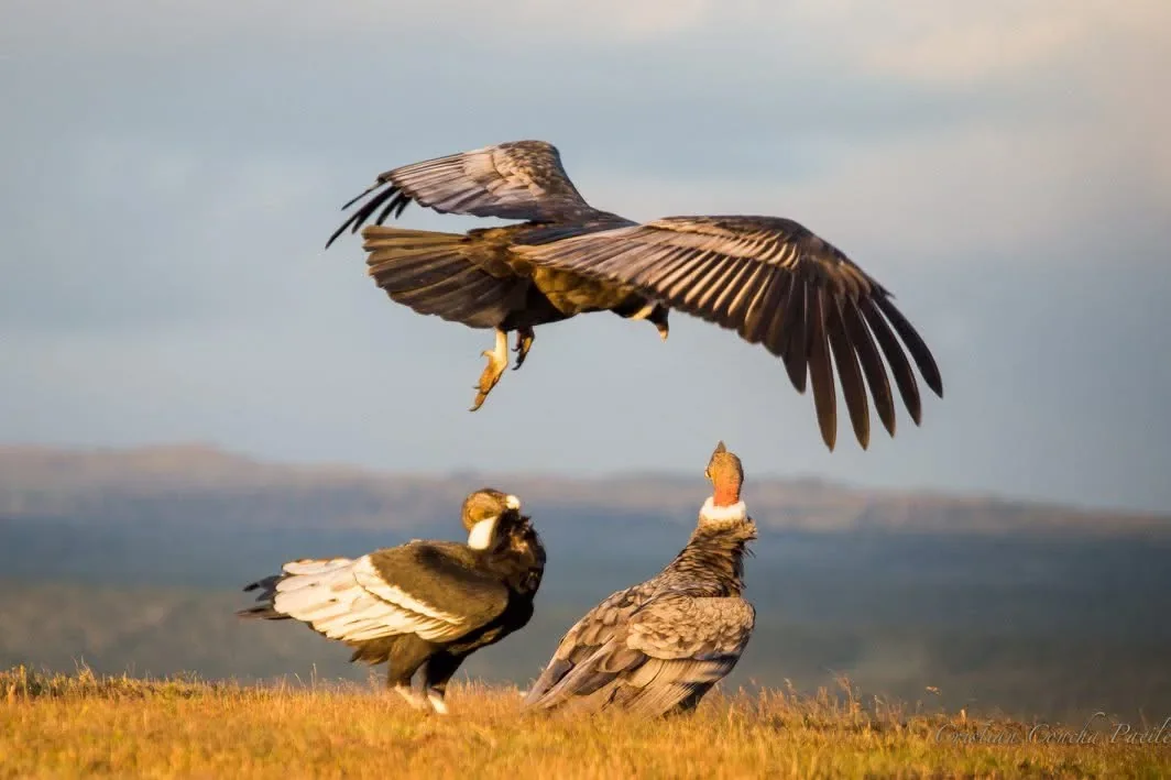 Premium Condor Safari
