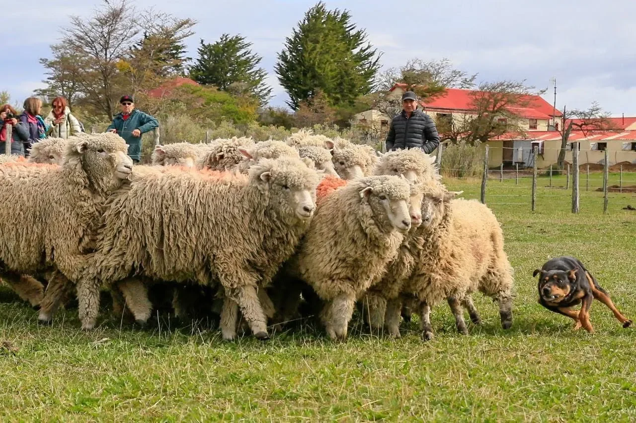 Patagonian ranch experience